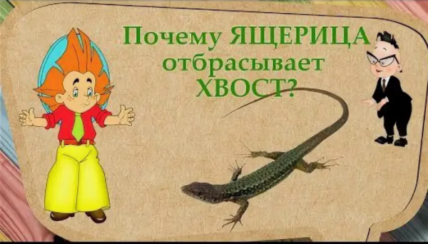 Зачем ящерицы отбрасывают хвост [Артлайнер]